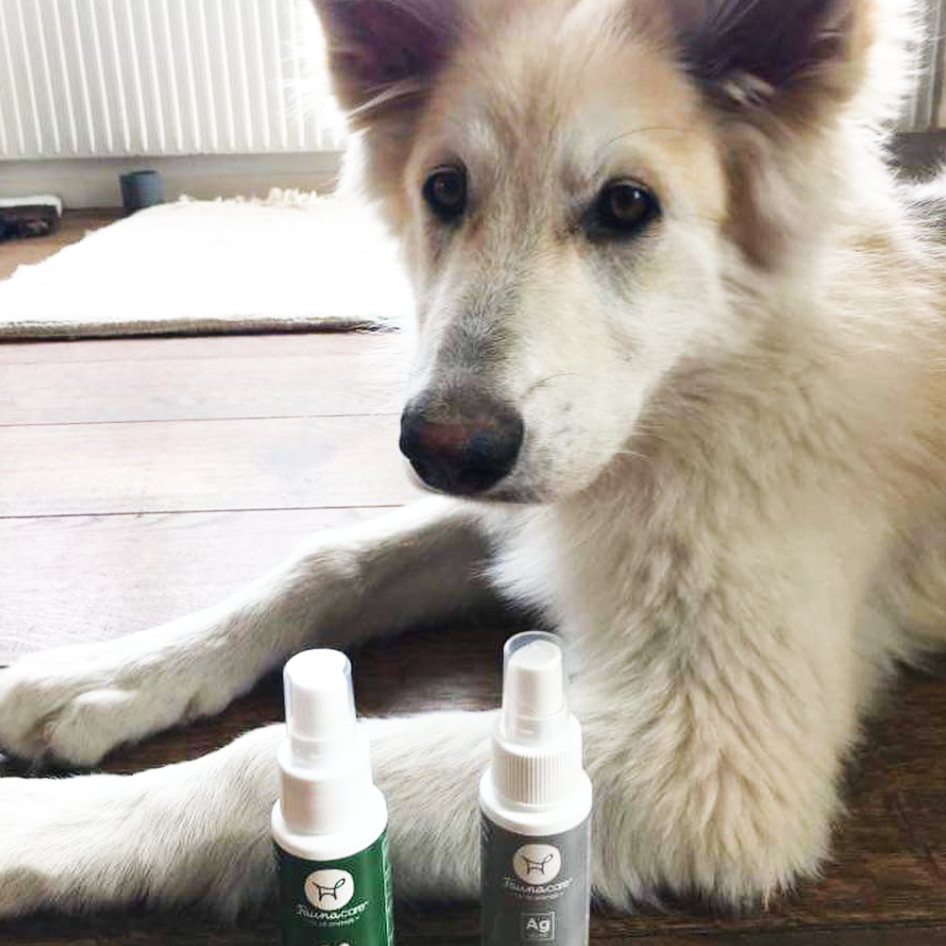 The Four Stages of Dog Wound Healing Fauna Care